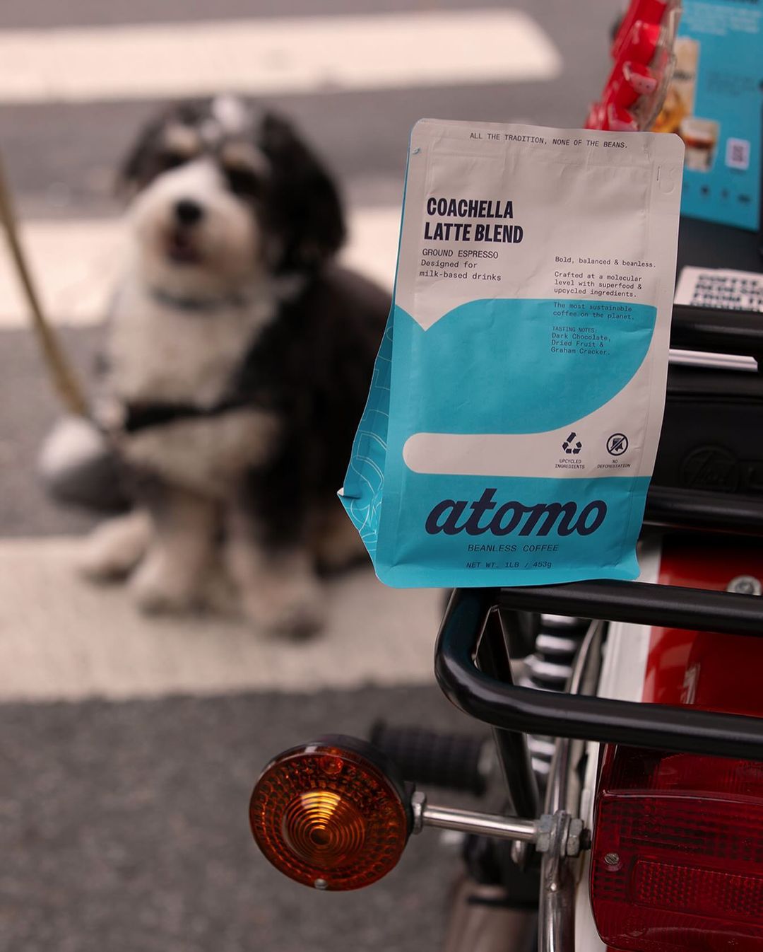 Atomo Coachella Latte Blend and dog